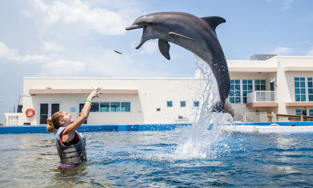 Flagler FL, Marineland-Dolphin-Jumping