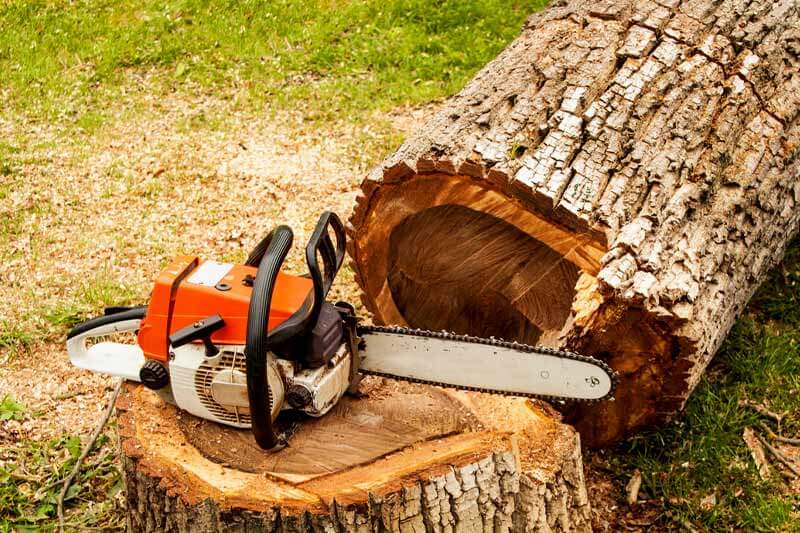 flagler fl, Cutting Down Trees Safely