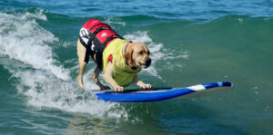 flagler fl, 3rd dog surfing contest