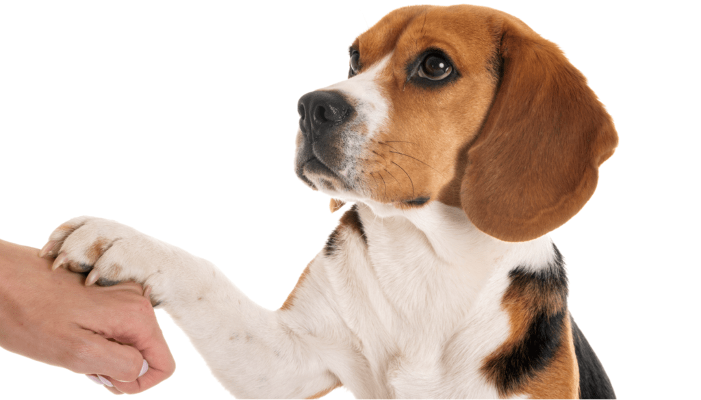 FLAGLER FL, Pet Care Tips