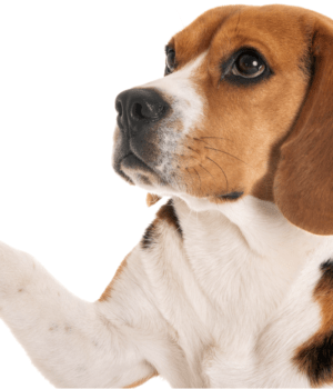 Adopting A Pet