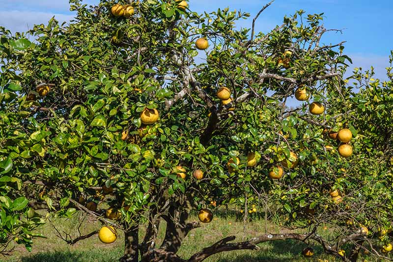flagler fl, Planting Orange Grapefruit Trees, grape fruit tree