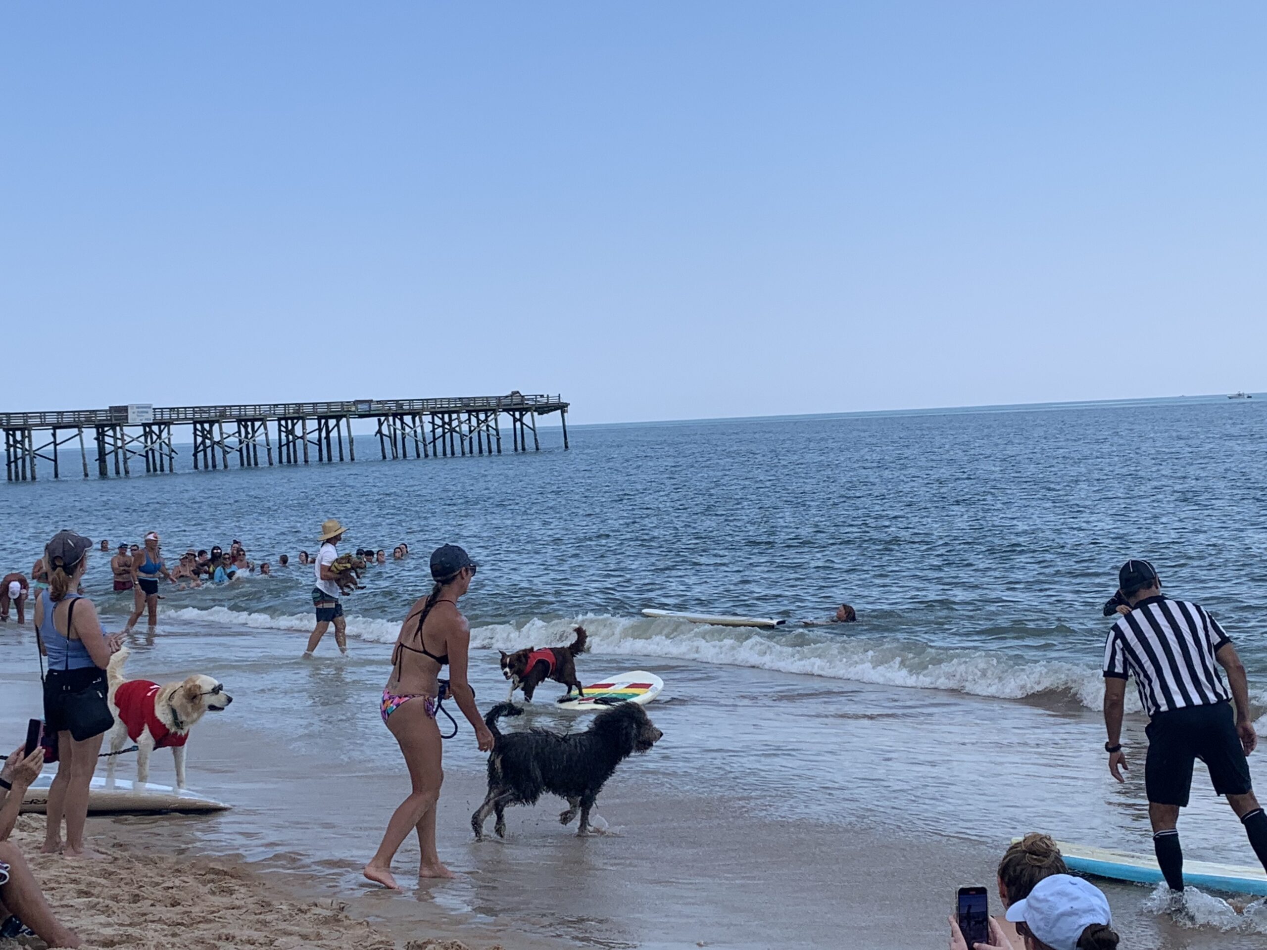 flagler fl, Flagler Beach dog surfing contest