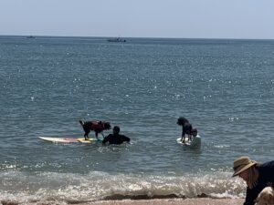 flagler fl, Flagler Beach dog surfing contest