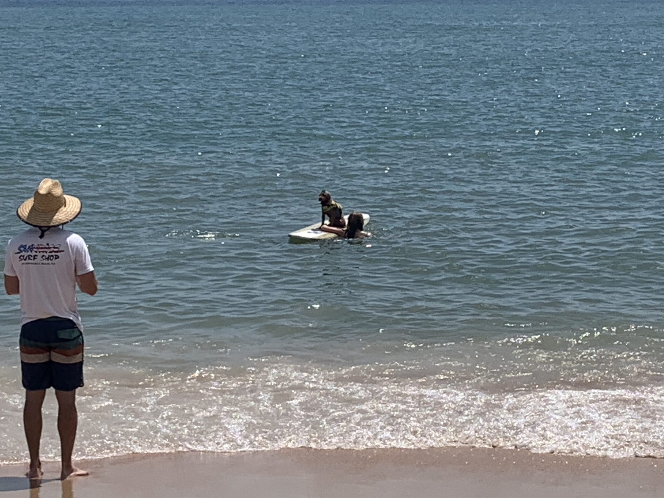 flagler fl, Flagler Beach dog surfing contest