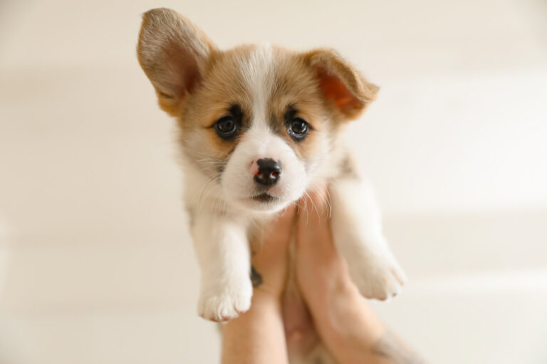 puppy care, puppy being held